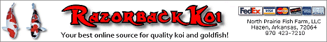 Razorback Koi - Your best online source for koi and goldfish!