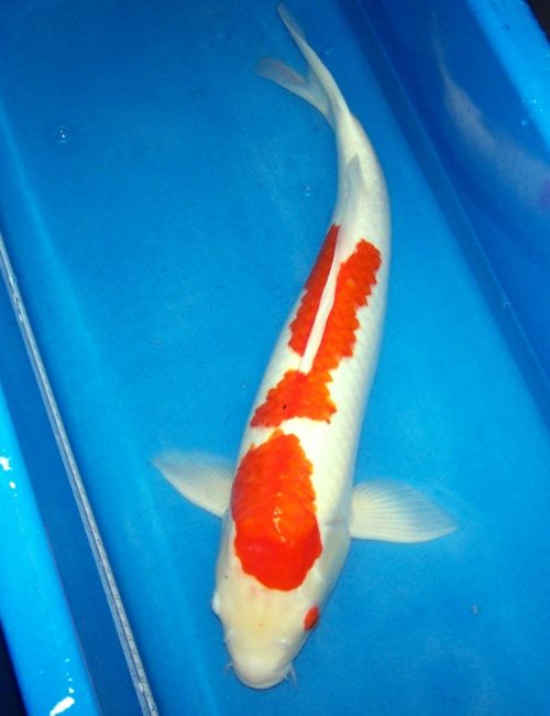 Koi for Sale - 23 Inch Female Kohaku
