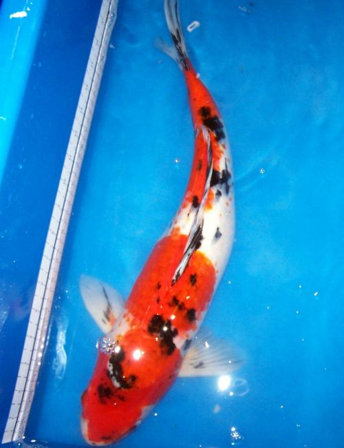 Koi for Sale - 23 Inch Male Sanke