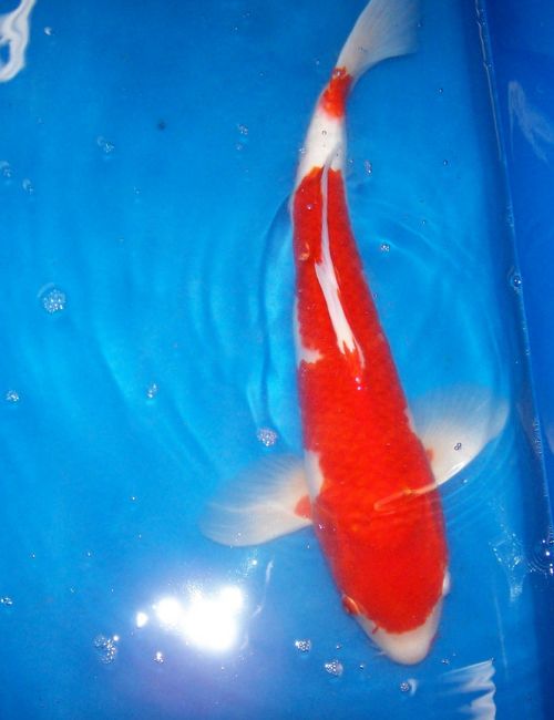 Koi for Sale - 16 Inch Male Kohaku
