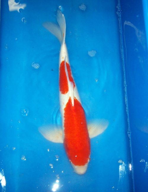 Koi for Sale - 16 Inch Male Kohaku