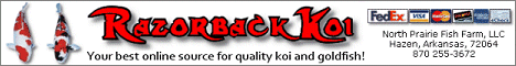 Razorback Koi - Your best online source for koi and goldfish!