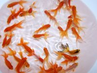 Red Fantail Goldfish