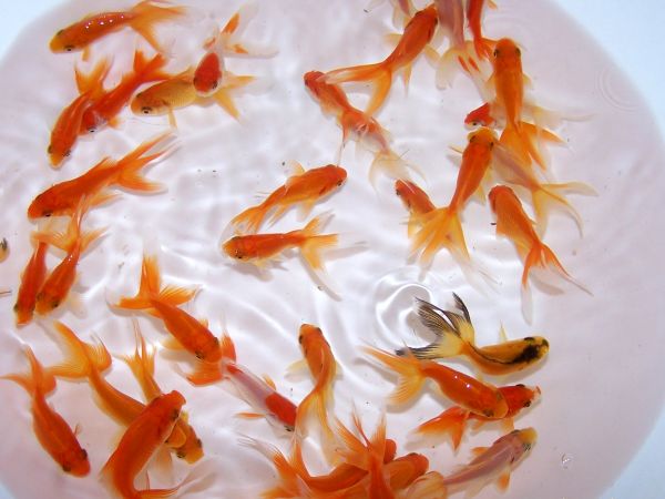 Red Fantail Fancy Goldfish