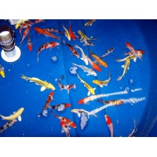 6-8 inch AA Grade Koi (Qty of 10) Pond Starter Pack 