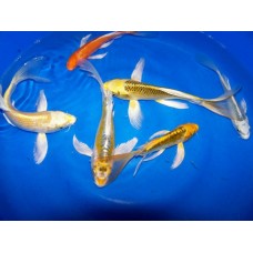 Butterfly-Long Fin Koi (6-8") $750 ( WITH FREE Shipping)