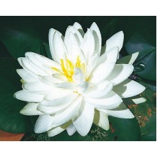 Gonerre White Lily