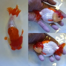4" Plus Red/White Ranchu . What you see is what you get. (Qty of 1) 