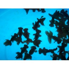 3 inch Black Moor (Qty of 4) FREE SHIP INCLUDED!!